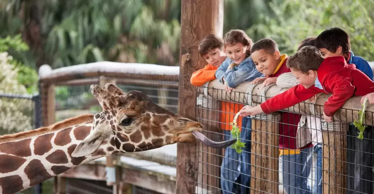 Giraffe at zoo with children